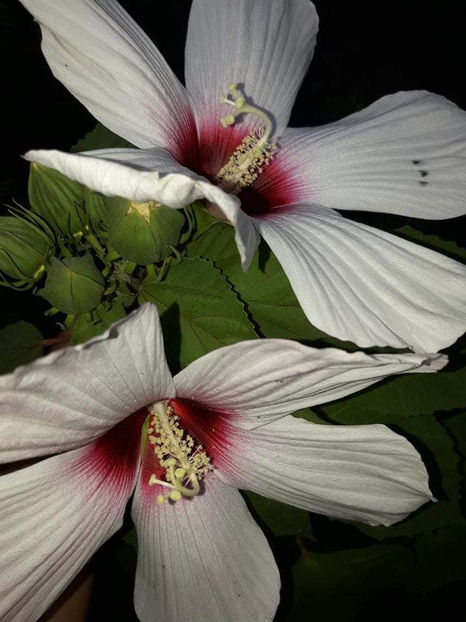  - Hibiscus Moscheutos