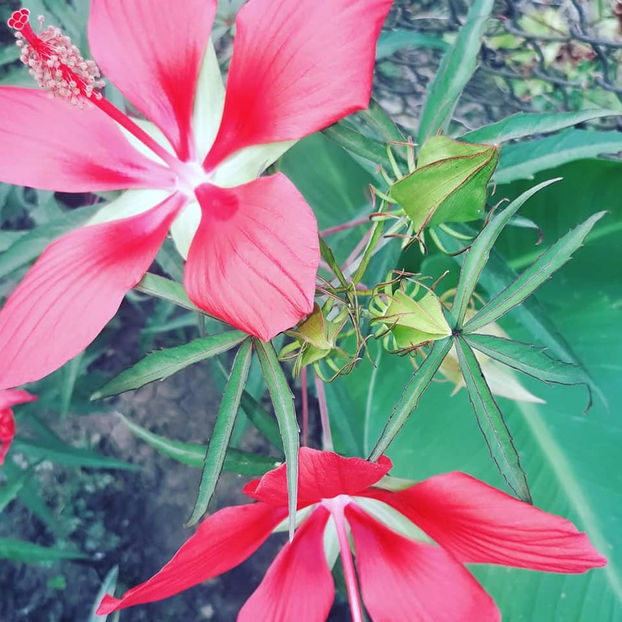  - Hibiscus Moscheutos