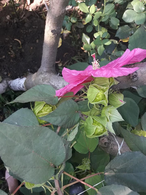  - Hibiscus Moscheutos