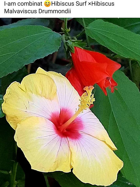  - Hibiscus Moscheutos