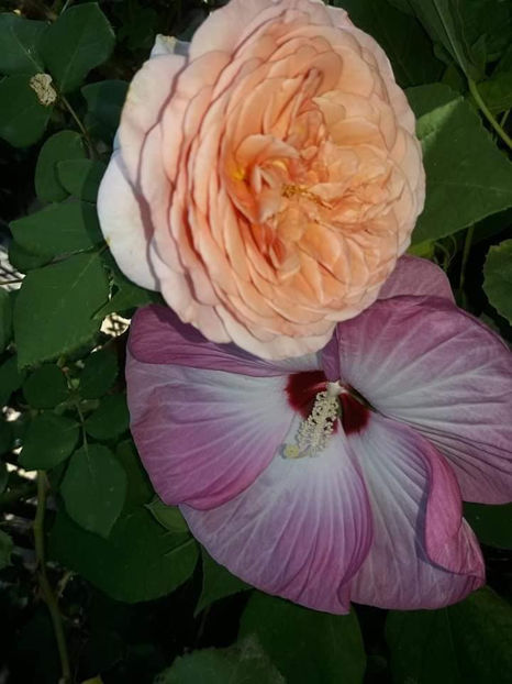  - Hibiscus Moscheutos