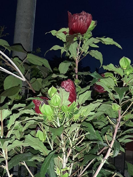  - Hibiscus Moscheutos