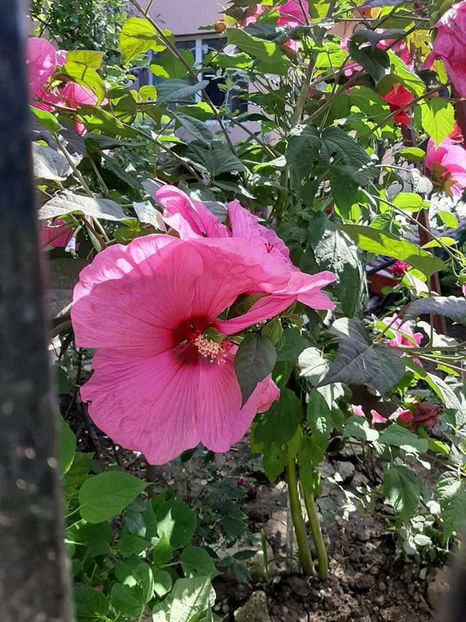  - Hibiscus Moscheutos