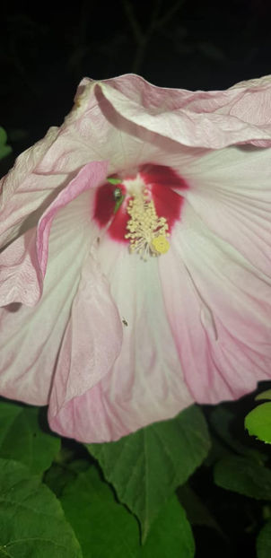 119700365_4660979370609027_6771741682747293828_o - Hibiscus Moscheutos