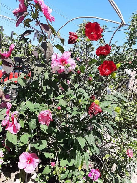  - Hibiscus Moscheutos