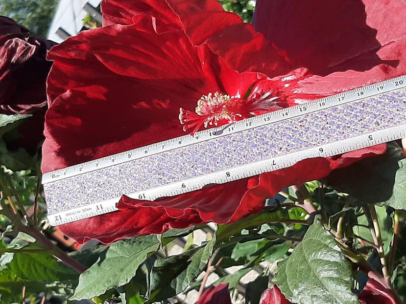  - Hibiscus Moscheutos