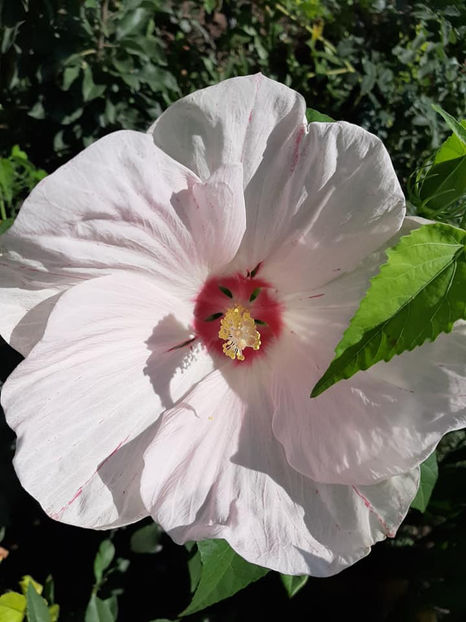  - Hibiscus Moscheutos