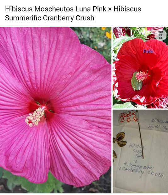  - Hibiscus Moscheutos