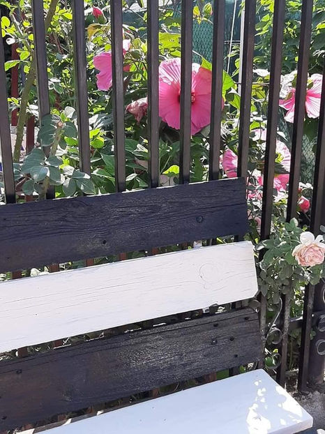  - Hibiscus Moscheutos