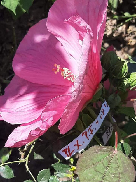  - Hibiscus Moscheutos