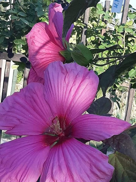  - Hibiscus Moscheutos