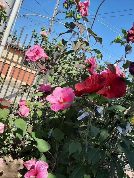  - Hibiscus Moscheutos