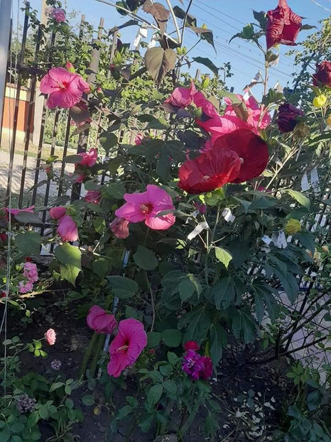  - Hibiscus Moscheutos