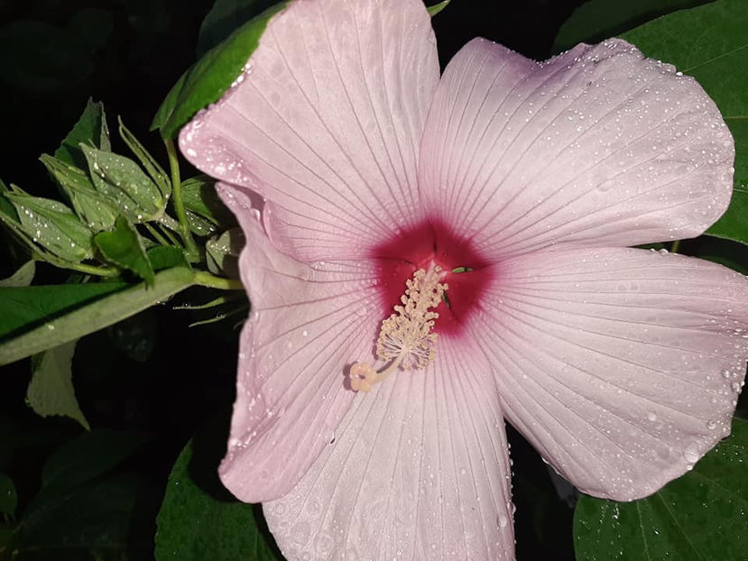  - Hibiscus Moscheutos