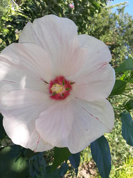  - Hibiscus Moscheutos