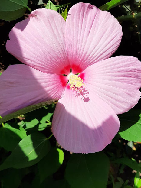  - Hibiscus Moscheutos