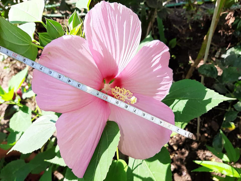  - Hibiscus Moscheutos