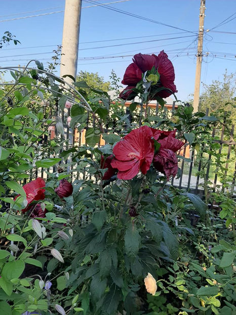  - Hibiscus Moscheutos