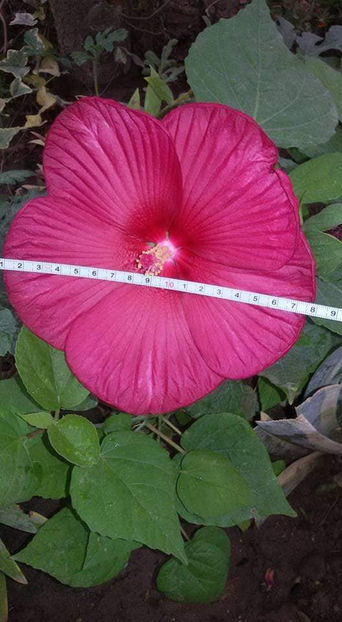  - Hibiscus Moscheutos