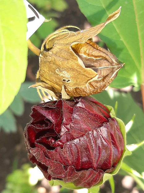  - Hibiscus Moscheutos