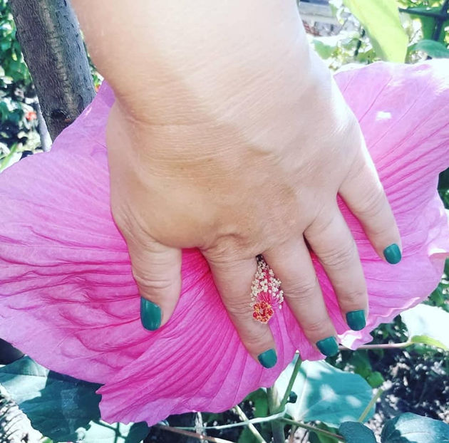  - Hibiscus Moscheutos