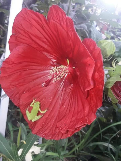  - Hibiscus Moscheutos