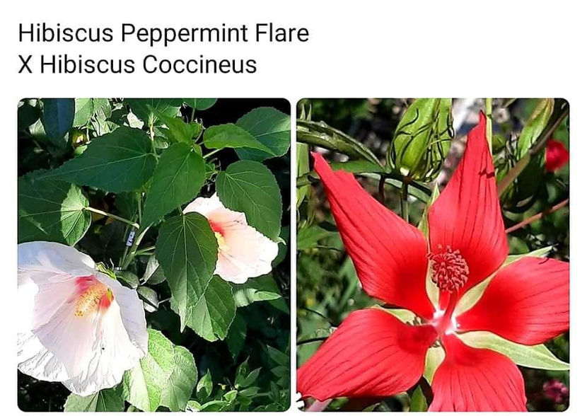  - Hibiscus Moscheutos