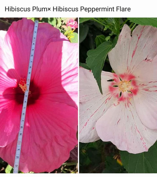  - Hibiscus Moscheutos