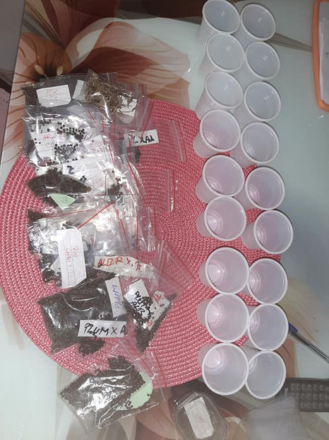  - Hibiscus Moscheutos