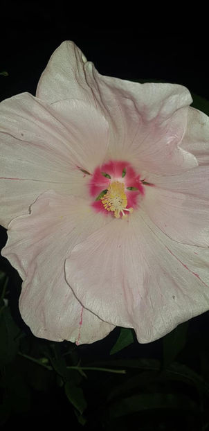119752840_4660979590609005_984460537781117818_o - Hibiscus Moscheutos