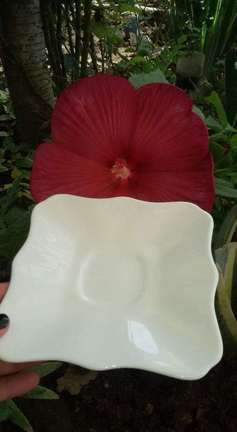  - Hibiscus Moscheutos