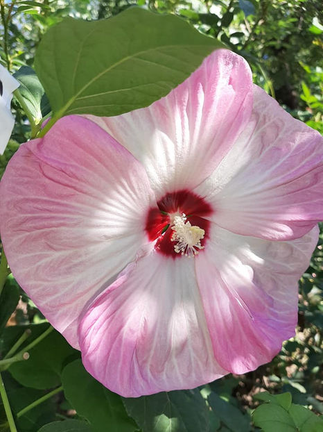  - Hibiscus Moscheutos