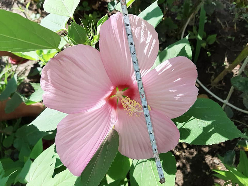  - Hibiscus Moscheutos