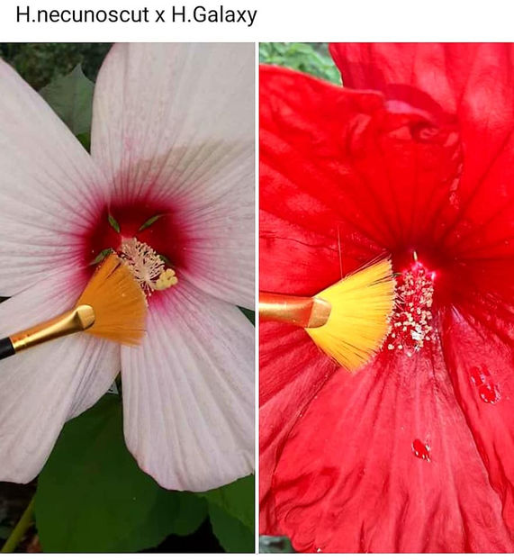  - Hibiscus Moscheutos