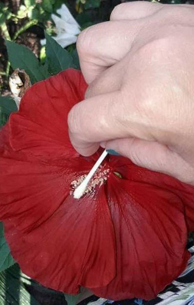  - Hibiscus Moscheutos