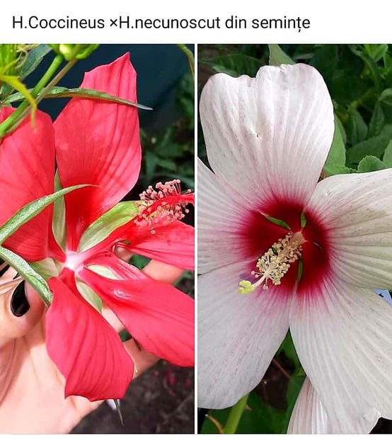  - Hibiscus Moscheutos
