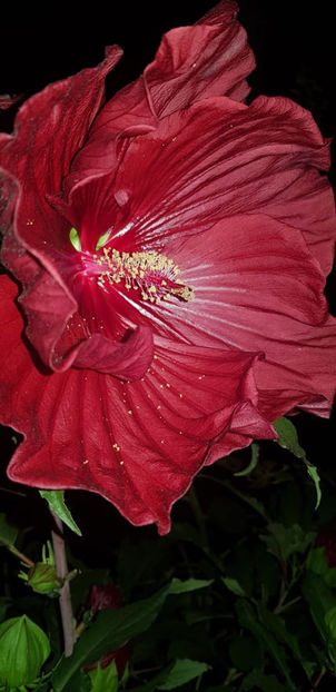 119781757_4660980653942232_5151017392842769498_o - Hibiscus Moscheutos