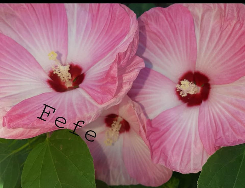  - Hibiscus Moscheutos