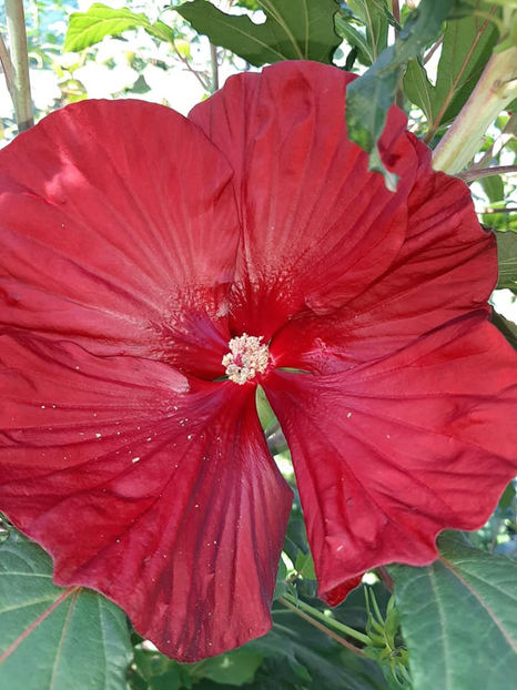  - Hibiscus Moscheutos