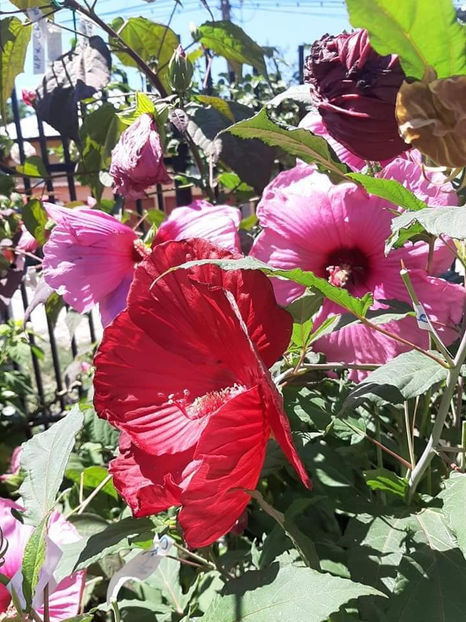  - Hibiscus Moscheutos