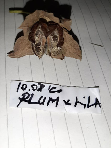  - Hibiscus Moscheutos