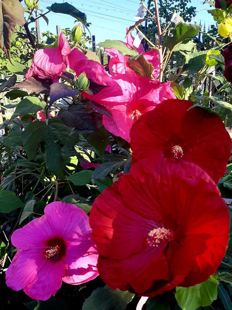 - Hibiscus Moscheutos