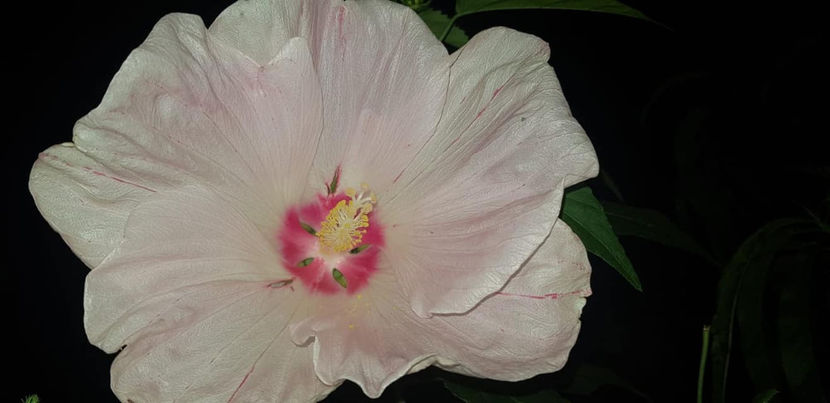 119821756_4660979807275650_2684411041330427522_o - Hibiscus Moscheutos