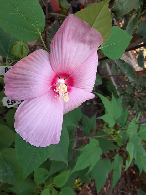  - Hibiscus Moscheutos