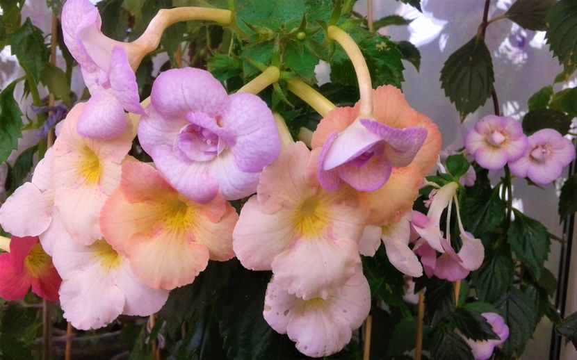  - 0000 ACHIMENES