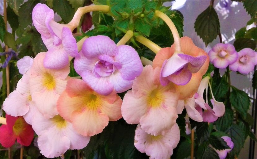  - 0000 ACHIMENES