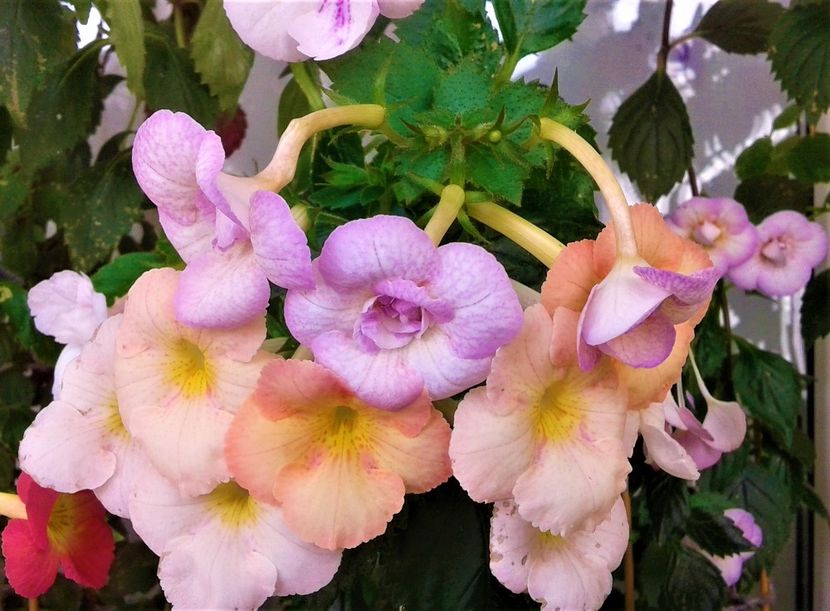  - 0000 ACHIMENES