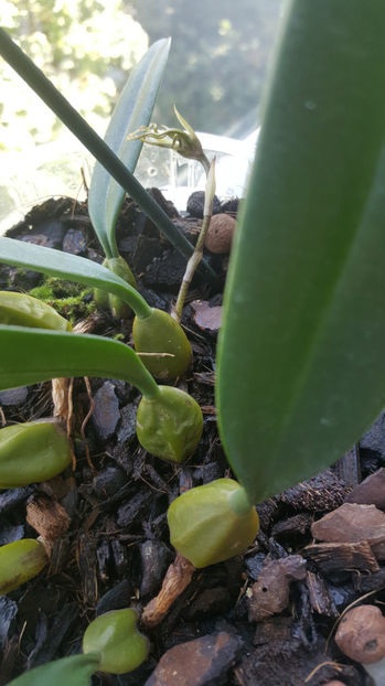 bulbophyllum Elizabeth Buckleberry - Orhidee_1_bulbophyllum