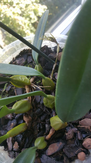 bulbophyllum Elizabeth Buckleberry - Orhidee_1_bulbophyllum