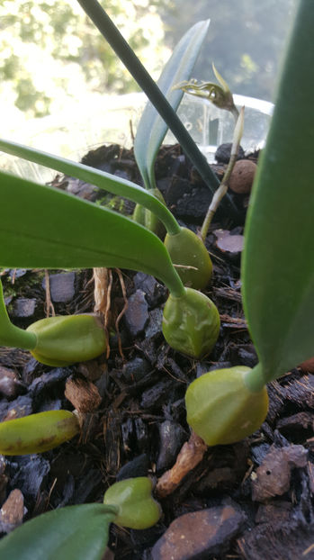 bulbophyllum Elizabeth Buckleberry - Orhidee_1_bulbophyllum